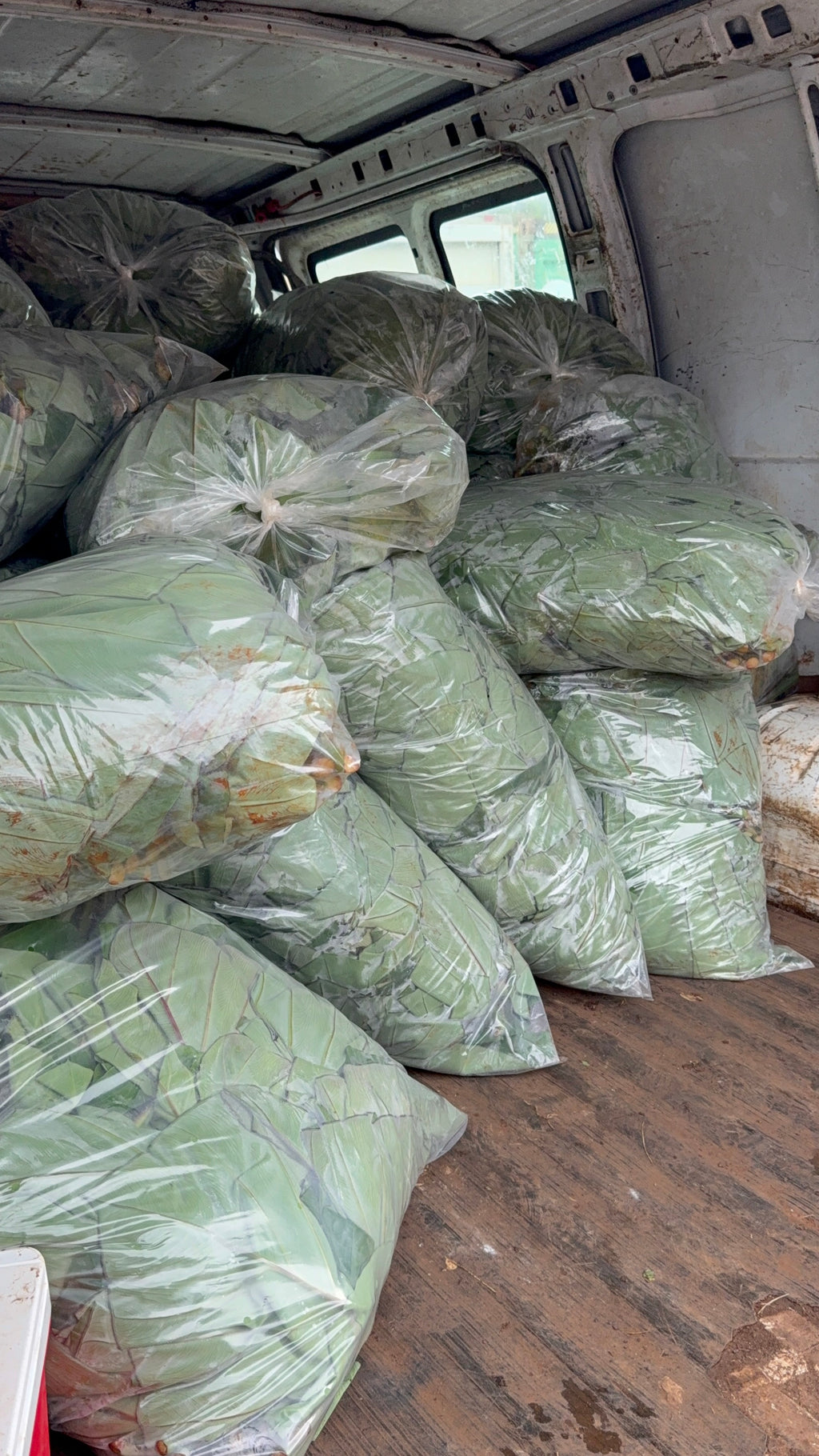 Hawaii Organic Taro Leaf Bag (20LBS)