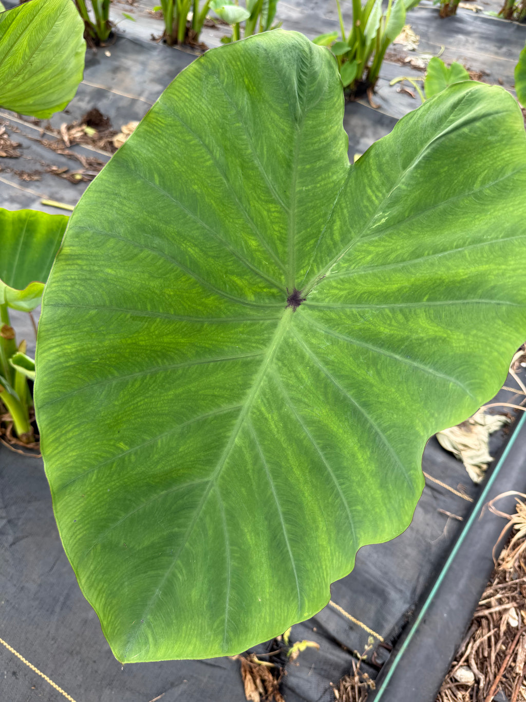 Hawaii Organic Taro Leaf Bag (20LBS)