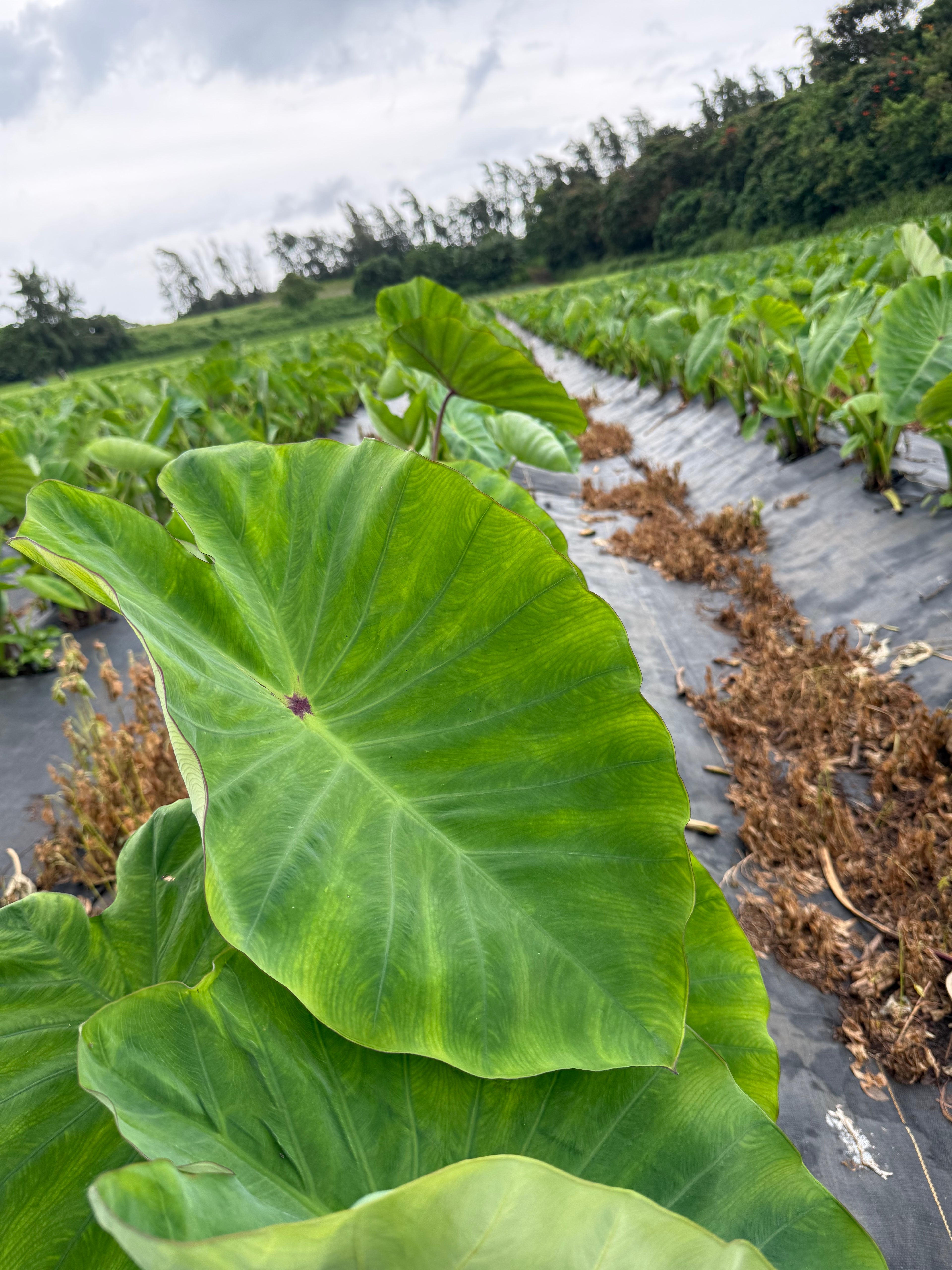 Hawaii Organic Taro Leaf Bag (20LBS)