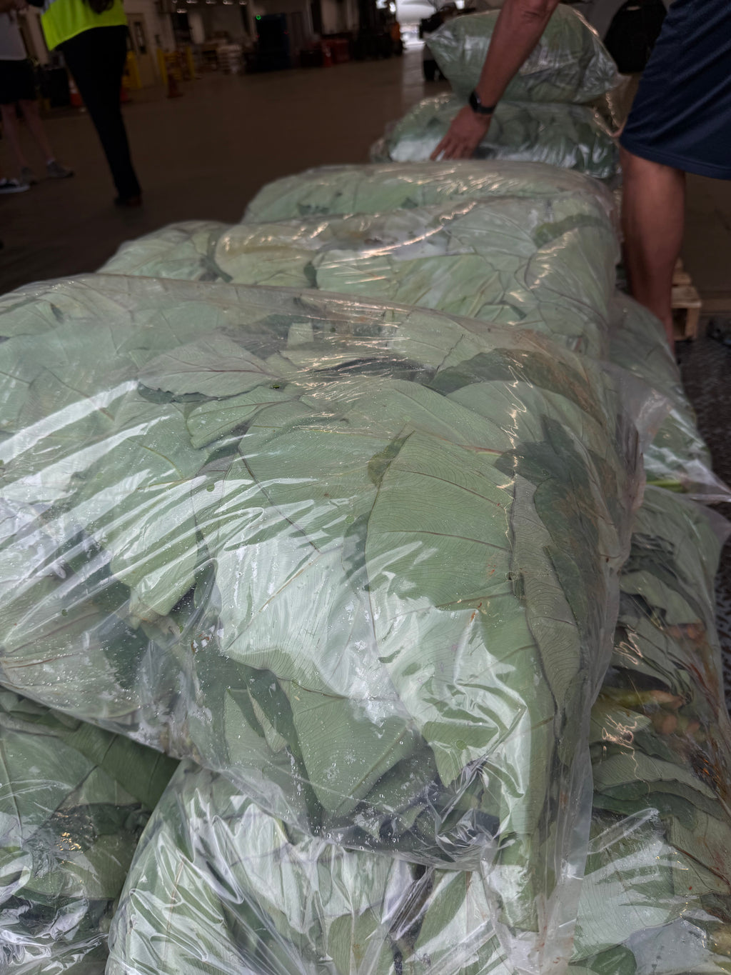 Hawaii Organic Taro Leaf Bag (20LBS)