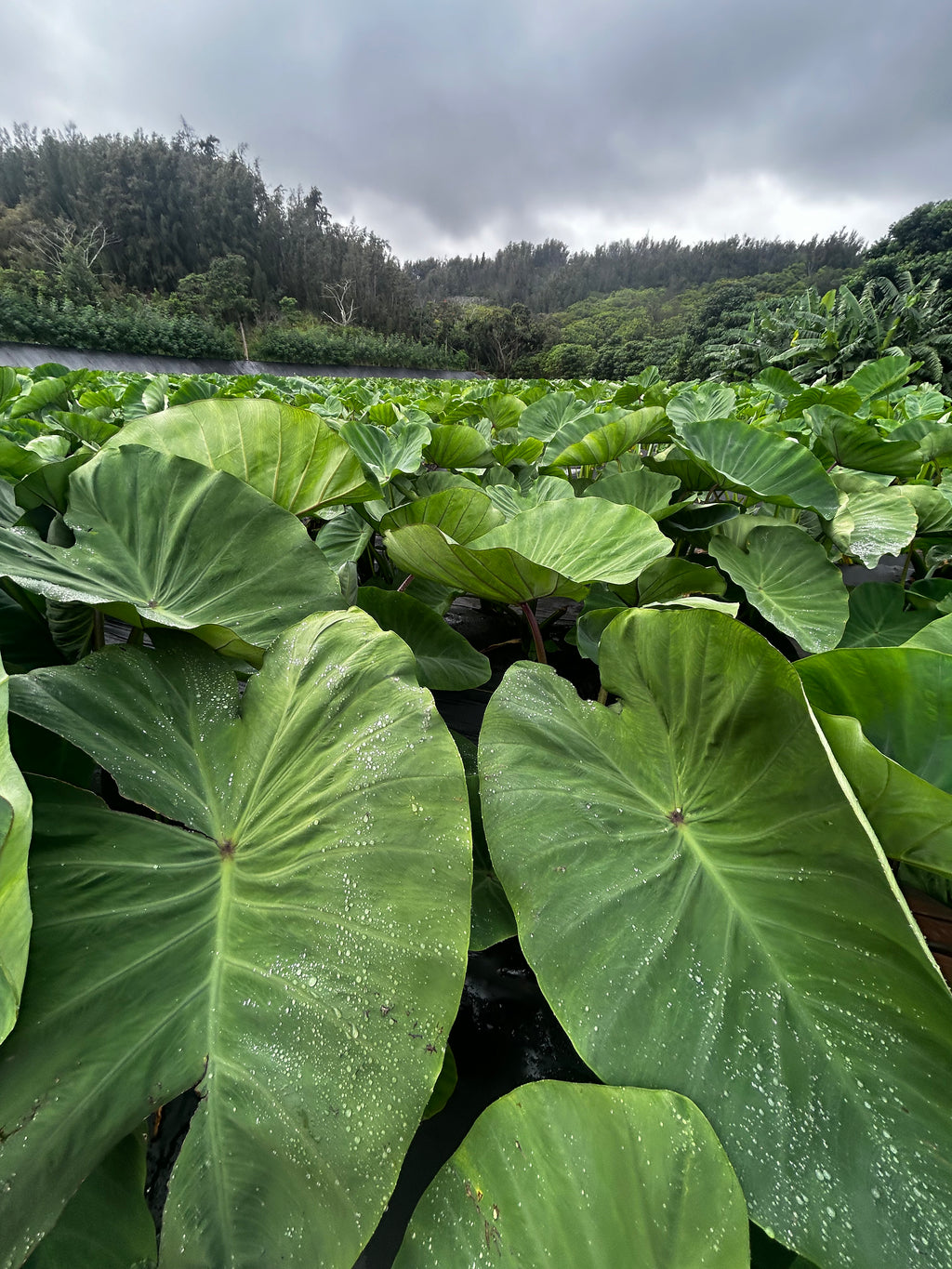 Hawaii Organic Taro Leaf Bag (20LBS)